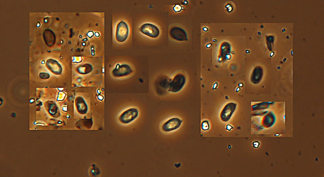 ritrovamento 1 (Hyphodontia sambuci)